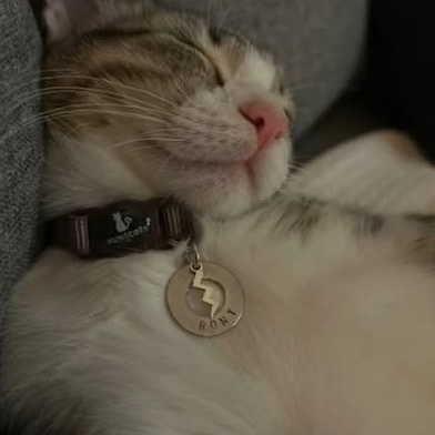 Gato Rony dormindo com sua plaquinha de identificação na coleira