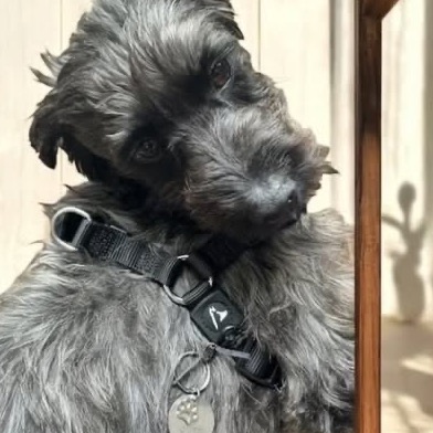 Cachorro Café com sua plaquinha de identificação na coleira